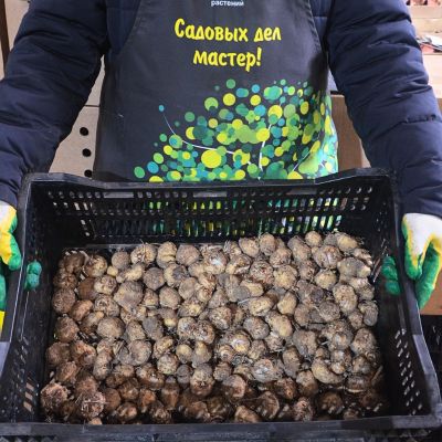 Калла Гарнет Глоу Калла Гарнет Глоу фото