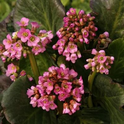 Бадан Моргенроте Бадан Моргенроте - Dolina-Sad.Ru