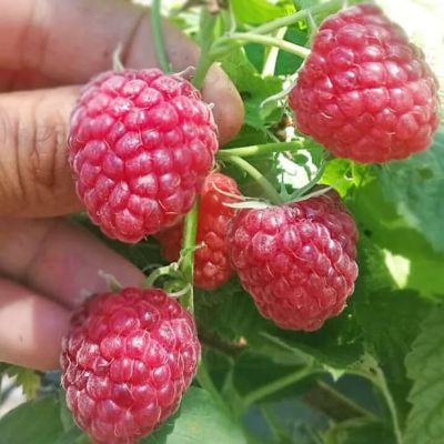 Малина Примара (супер ремонтантная) Малина Примара (супер ремонтантная) фото