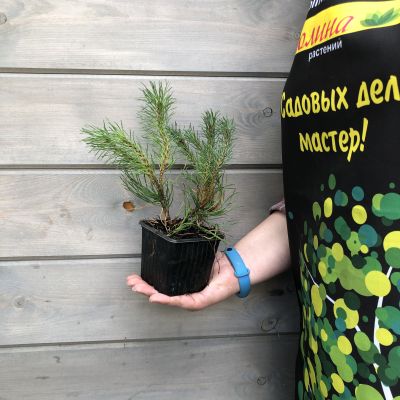 Сосна Горная Пумилио Сосна Горная Пумилио фото