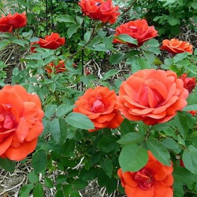 Роза Морден Файрглоу Роза Морден Файрглоу - Dolina-Sad.Ru