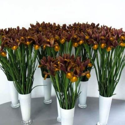 Ирис Браун Лассо фото