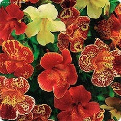 Мимулюс Водевиль фото