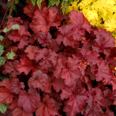 Гейхера Шнеевитхен фото