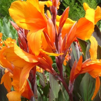 Канна Э. Нойберт Канна Э. Нойберт фото