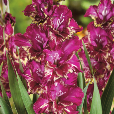 Гладиолус Колор Клаб Гладиолус Колор Клаб фото