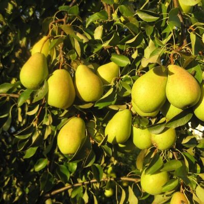 Груша Желтая Летняя Груша Желтая Летняя - Dolina-Sad.Ru