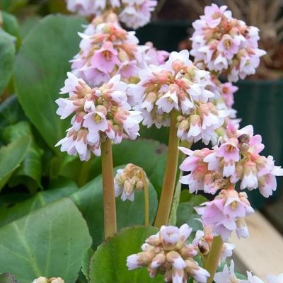 Бадан Беби Долл Бадан Беби Долл - Dolina-Sad.Ru