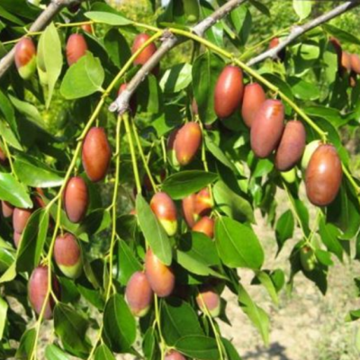 Зизифуса Удлиненный Зизифуса Удлиненный фото