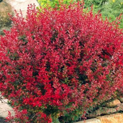 Барбарис Тунберга Ред Компакт Барбарис Тунберга Ред Компакт - Dolina-Sad.Ru