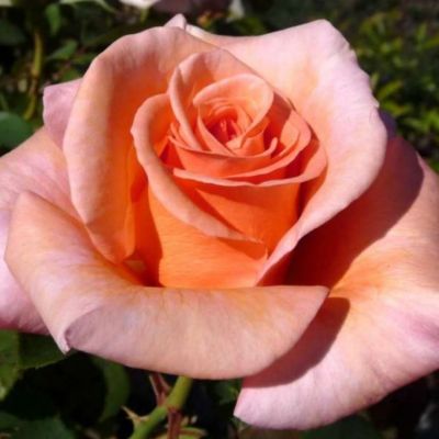 Роза Эльдорадо Роза Эльдорадо - Dolina-Sad.Ru