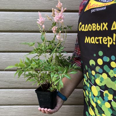 Астильба Анита Пфейфер Астильба Анита Пфейфер фото