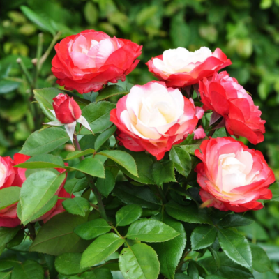 Роза Ностальжи фото