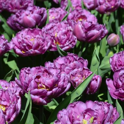 Тюльпан Парпл Пион Тюльпан Парпл Пион фото