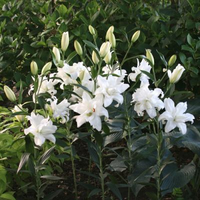 Лилия Лотус Бьюти Лилия Лотус Бьюти - Dolina-Sad.Ru