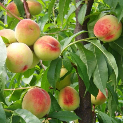 Персик Белгородский Персик Белгородский фото