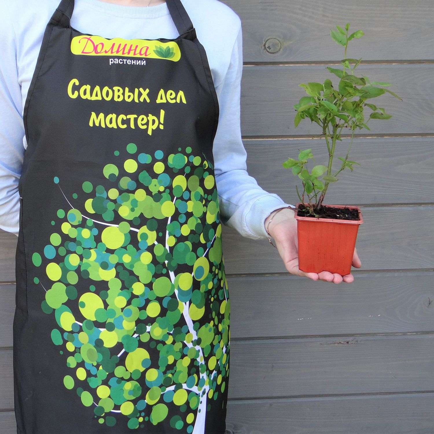 Голубика Дюк (Среднерослая) Голубика Дюк (Среднерослая) фото