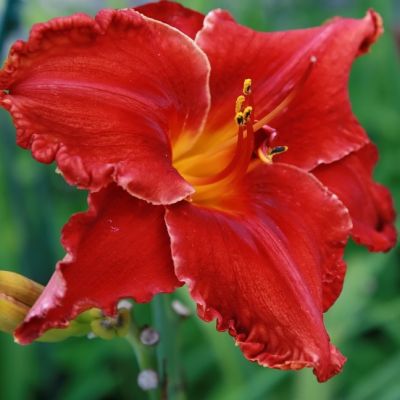 Лилейник Хей Зе (в горшке 1л) фото