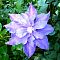 Клематис Мазуры Клематис Мазуры фото