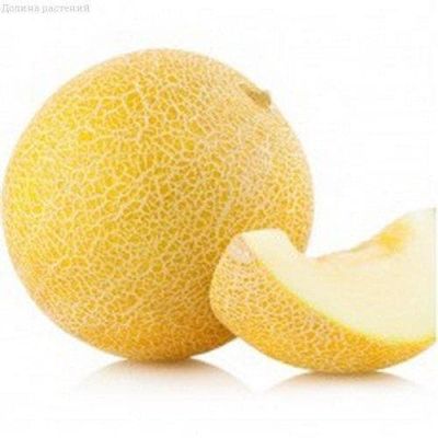Дыня Медок Дыня Медок фото