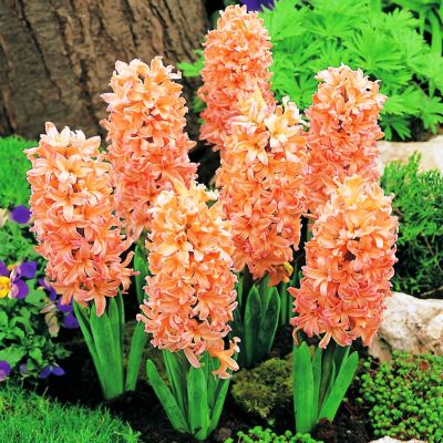 Гиацинт Джипси Куин Гиацинт Джипси Куин фото