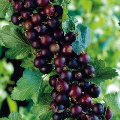 Йошта Йошта фото