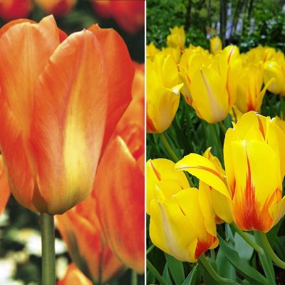 Набор 9197 Набор 9197 фото