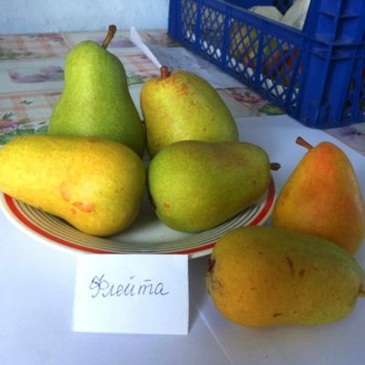 Груша Флейта Груша Флейта - Dolina-Sad.Ru