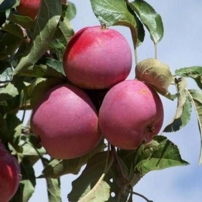 Яблоня Имант/Зимняя, C3 (2 года) Яблоня Имант/Зимняя, C3 (2 года) - Dolina-Sad.Ru