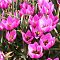 Тюльпан Хелен Тюльпан Хелен фото