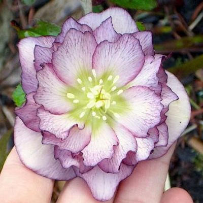 Морозник Дабл Пикоти Морозник Дабл Пикоти фото