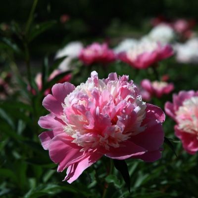 Пион Лондон - Dolina-Sad.Ru