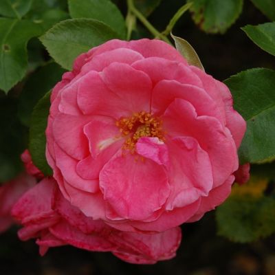 Роза Лавиния Роза Лавиния - Dolina-Sad.Ru