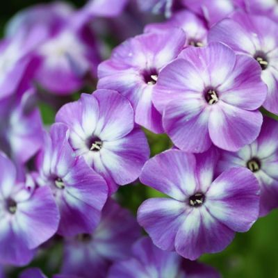 Флокс метельчатый Юник Олд Перпл - Dolina-Sad.Ru