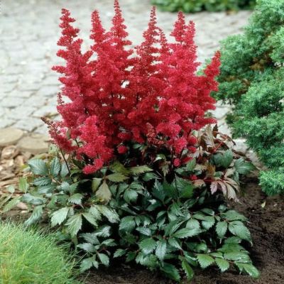 Астильба Красная фото