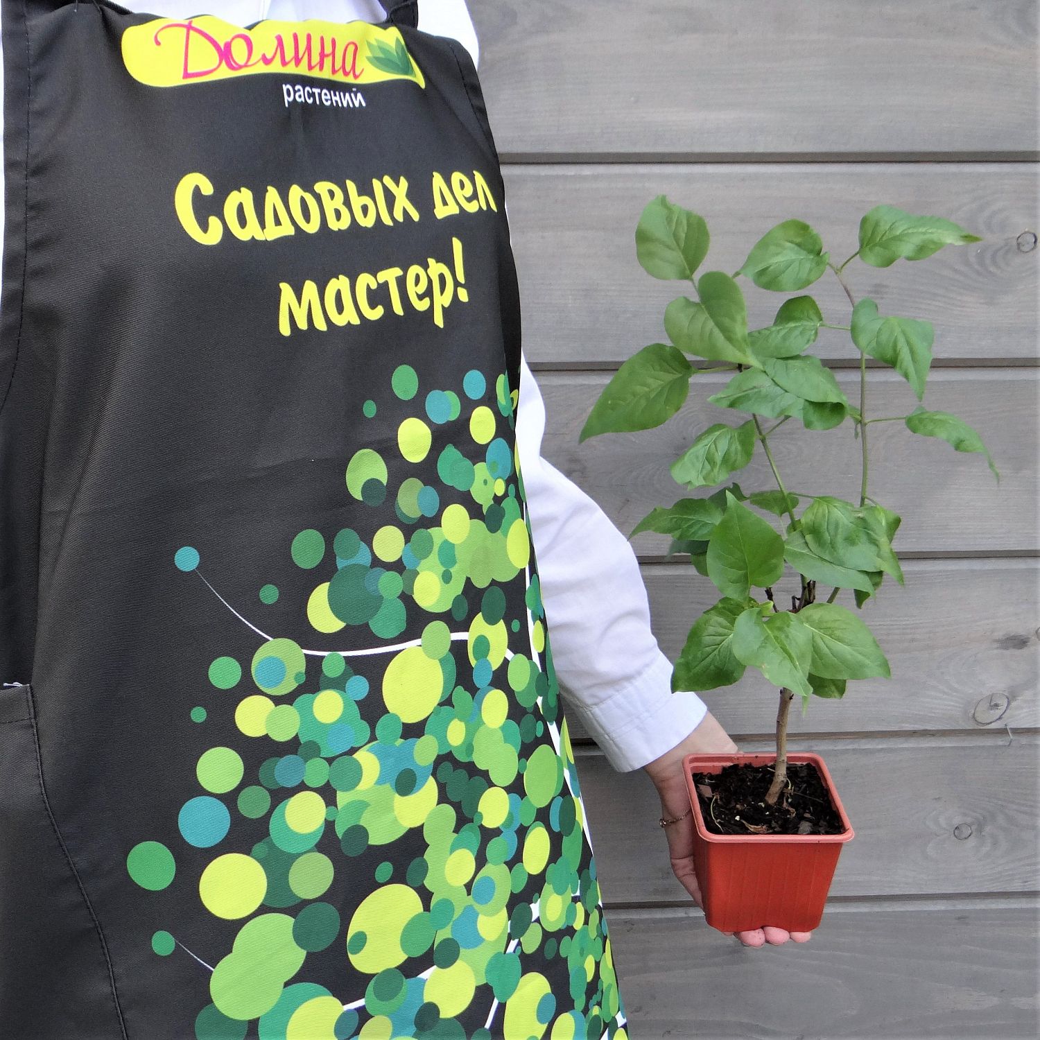 Сирень обыкновенная Президент Греви Сирень обыкновенная Президент Греви фото