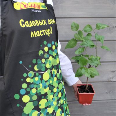 Сирень обыкновенная Президент Греви Сирень обыкновенная Президент Греви фото