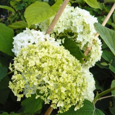 Гортензия древовидная Баунти, С5 Гортензия древовидная Баунти, С5 - Dolina-Sad.Ru