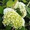 Гортензия древовидная Баунти, С5 Гортензия древовидная Баунти, С5 - Dolina-Sad.Ru