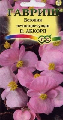 Бегония Аккорд фото