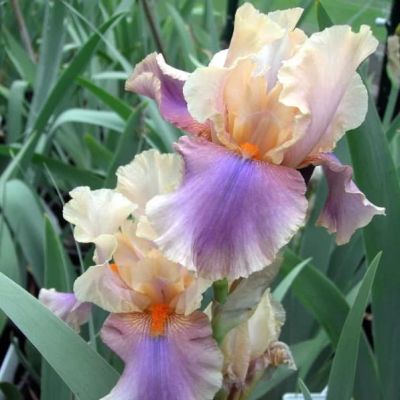 Ирис Колет Тюрие Ирис Колет Тюрие фото