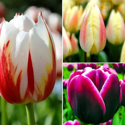 Набор 9194 Набор 9194 фото