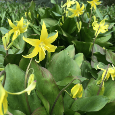 Эритрониум Кондо Эритрониум Кондо фото