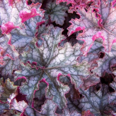 Гейхера Кан Кан фото