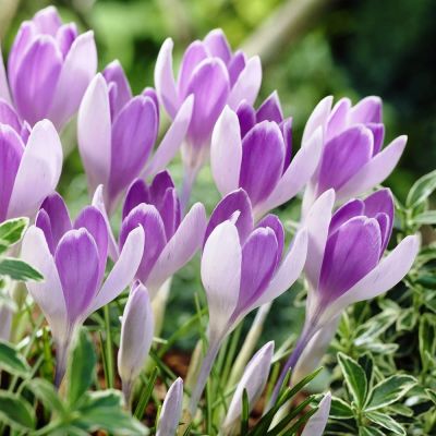 Крокус Вангуард Крокус Вангуард фото