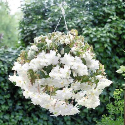 Бегония Иллюминейшн белая Бегония Иллюминейшн белая фото