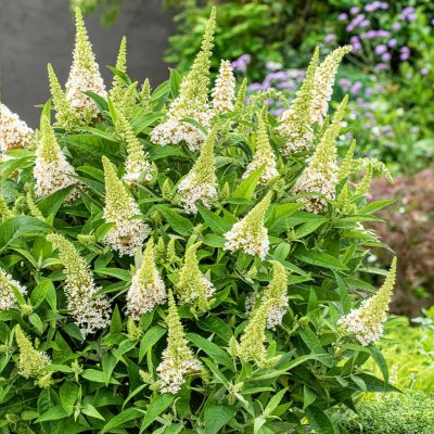 Буддлея Давида Баттерфляй Канди Литл Уайт Буддлея Давида Баттерфляй Канди Литл Уайт - Dolina-Sad.Ru