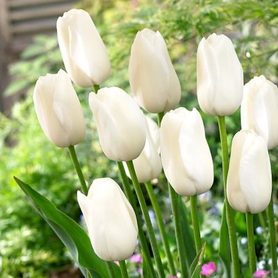 Тюльпан Маурин Тюльпан Маурин фото