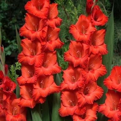 Гладиолус Вуэльта Гладиолус Вуэльта - Dolina-Sad.Ru