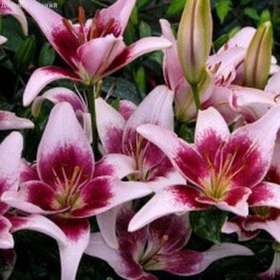 Лилия Стравберри энд Крим Лилия Стравберри энд Крим фото